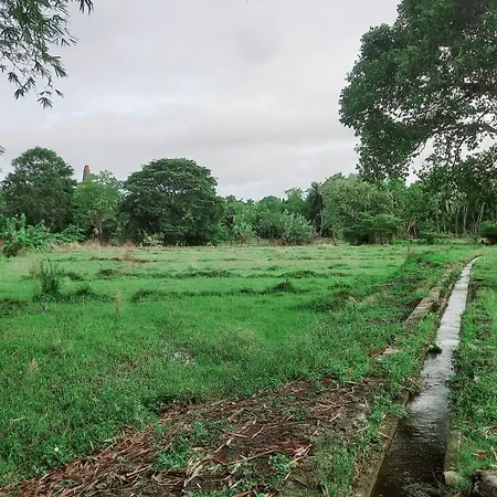 Bamboo Garden-3