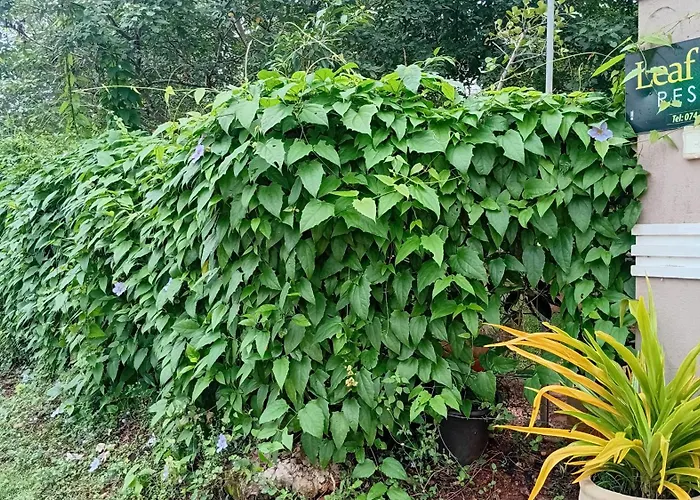 Leaf Dew Resort Anuradhapura